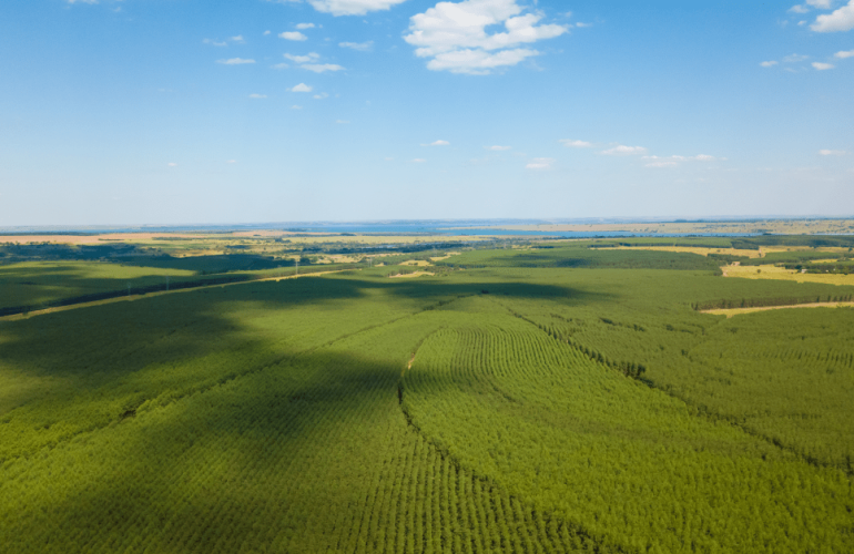 Indústria Brasileira Já Conta Com Cadeia De Carbono Superavitária