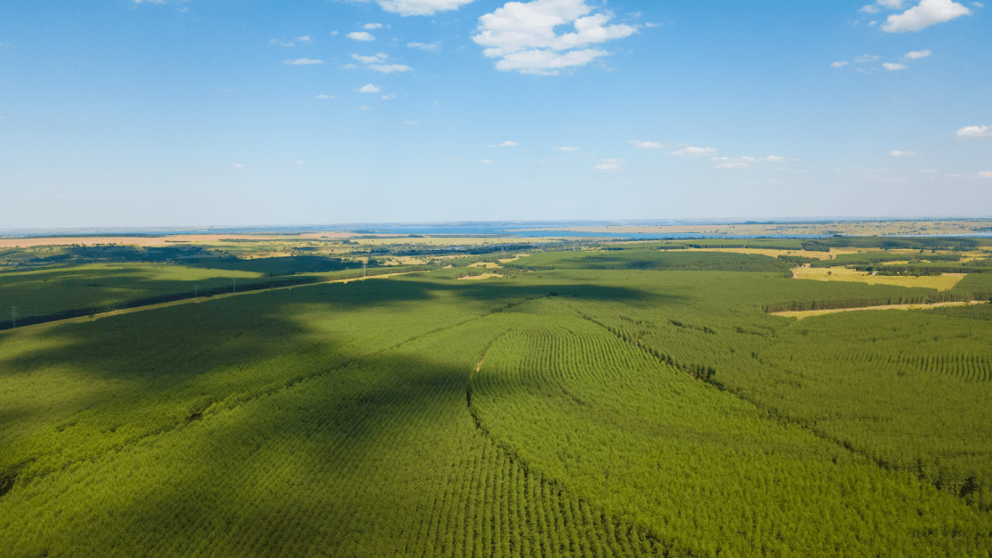 Indústria Brasileira Já Conta Com Cadeia De Carbono Superavitária