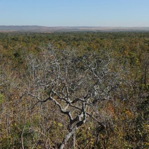 Cerrado E Caatinga Recebem Projetos Ecossociais