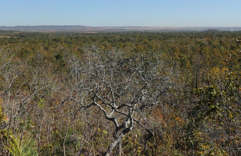 Cerrado E Caatinga Recebem Projetos Ecossociais