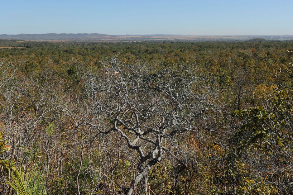 Cerrado E Caatinga Recebem Projetos Ecossociais