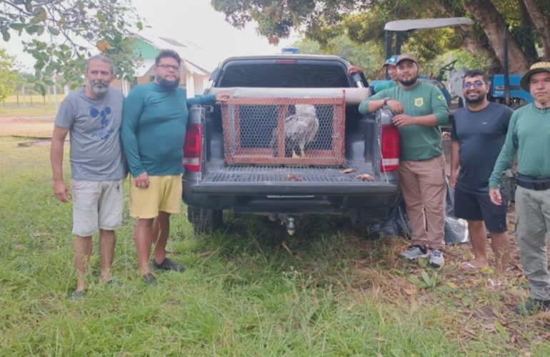 Operação Resgata Gavião-Real Após Choque Com Fiação No Pará